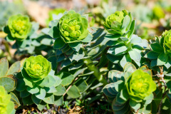Euphorbia-myrsinites