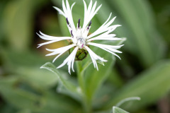 Centaurea-lobigovski