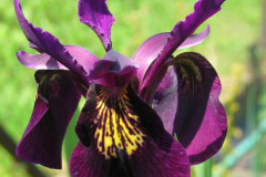 Iris-chrysografes