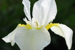 Iris-sibirica-Alba