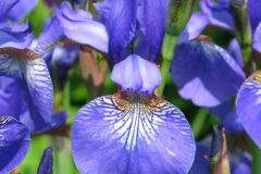 Iris-sibirica