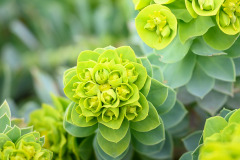 Euphorbia-myrsinites