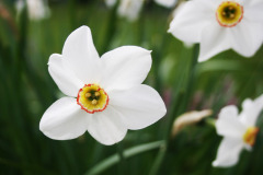 Narcissus-poeticus