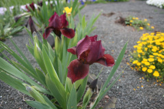 Iris-pumila-1