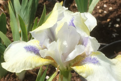 Iris-pumila-2