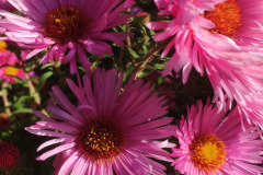 Aster-n-a-Barr´s-Pink