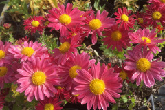 Chrysanthemum-x-hortorum-1x