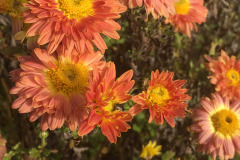 Chrysanthemum-x-hortorum
