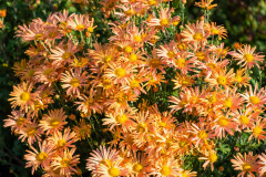 Chrysanthemum-x-rubellum-quot-Mary-Stoker-quot