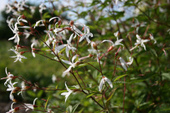 Gilenia-trifoliata