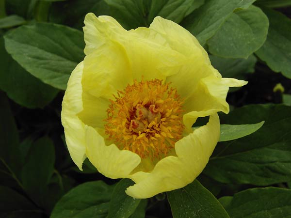 Paeonia-mlokosewitschii